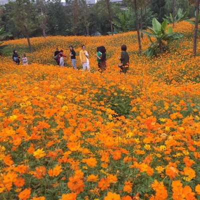 硫华菊花种籽子包发芽包开花