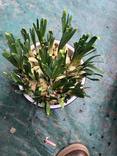 水仙花种球室内阳台桌面水培花卉耐寒直播间专用链接