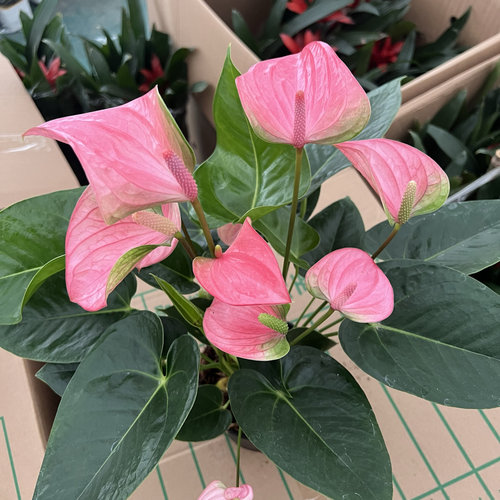 粉皇冠粉掌盆栽室内好养花卉鸿运当头盆栽办公室开花绿植