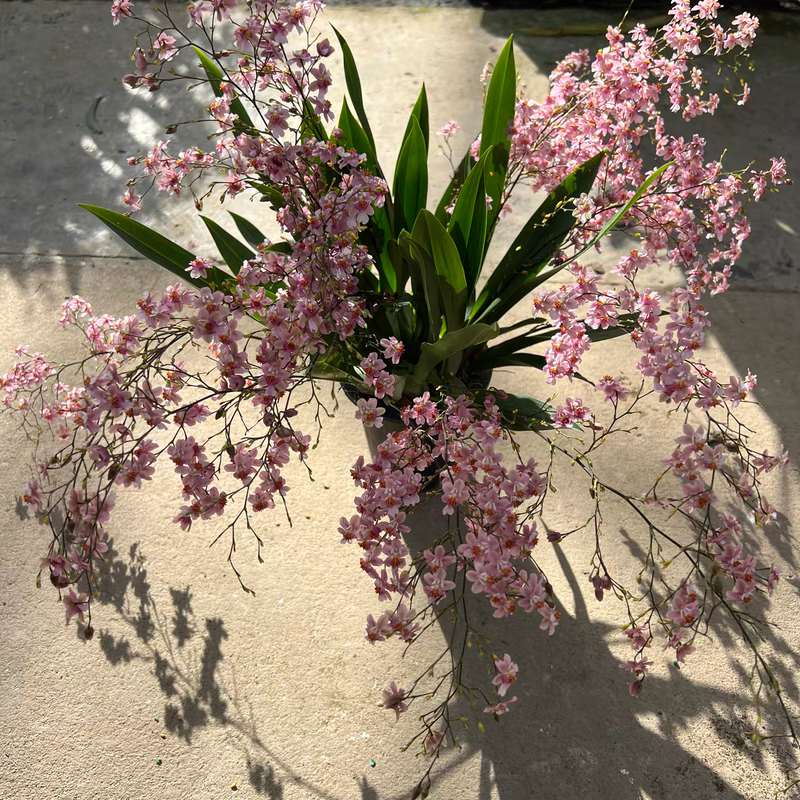 特价浓香型梦香兰室内开花植物带花发货