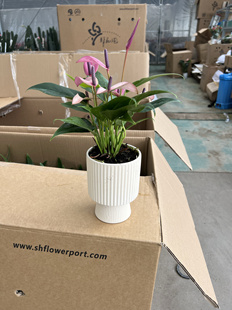 紫掌齐祖鸿运当头带花发货盆栽紫气东来室内花卉送礼教师节礼品