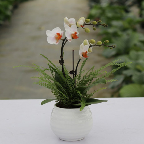 四季带花发货基地直发