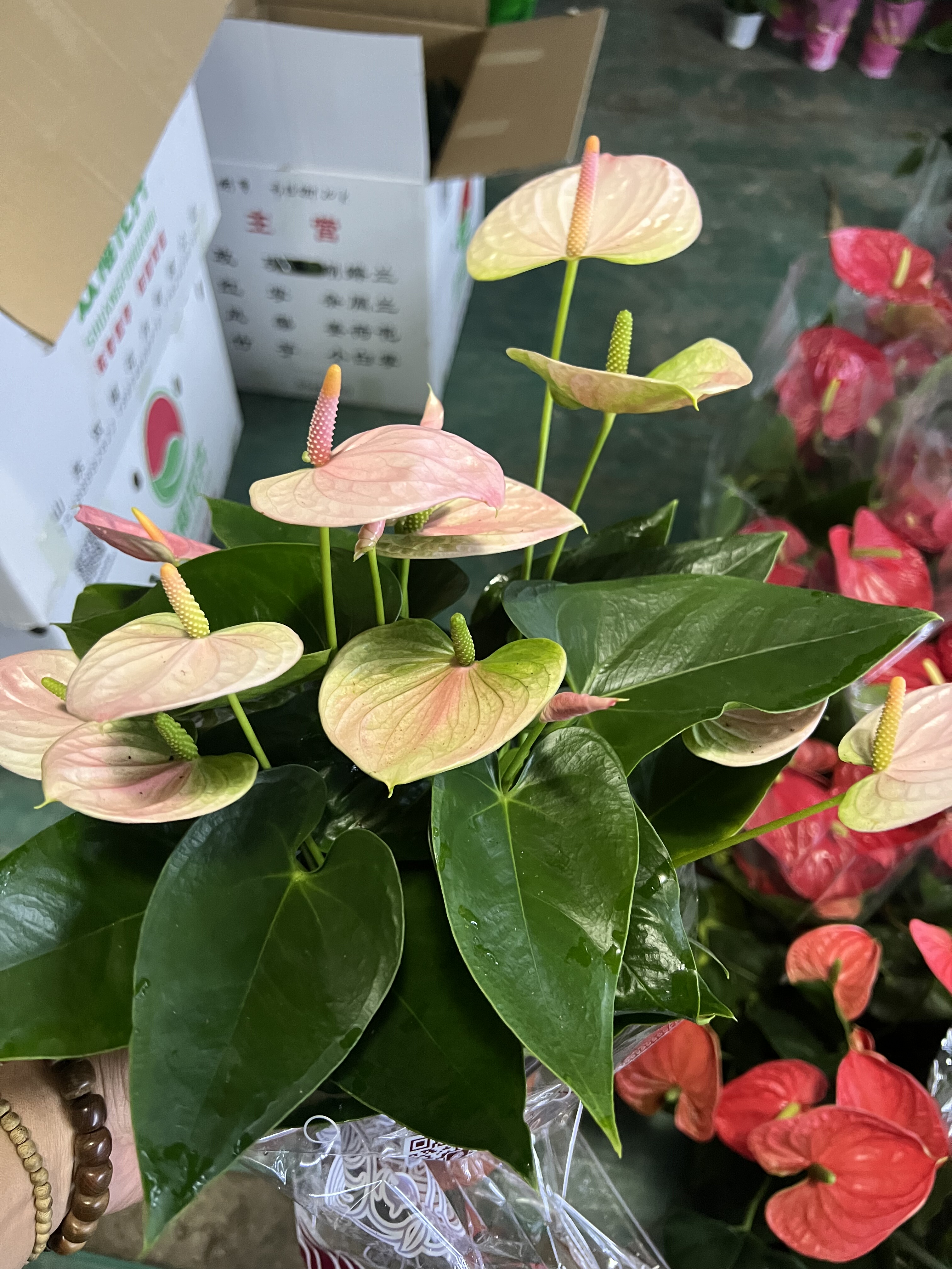 粉掌甜梦带花发货原盆原土基地直发