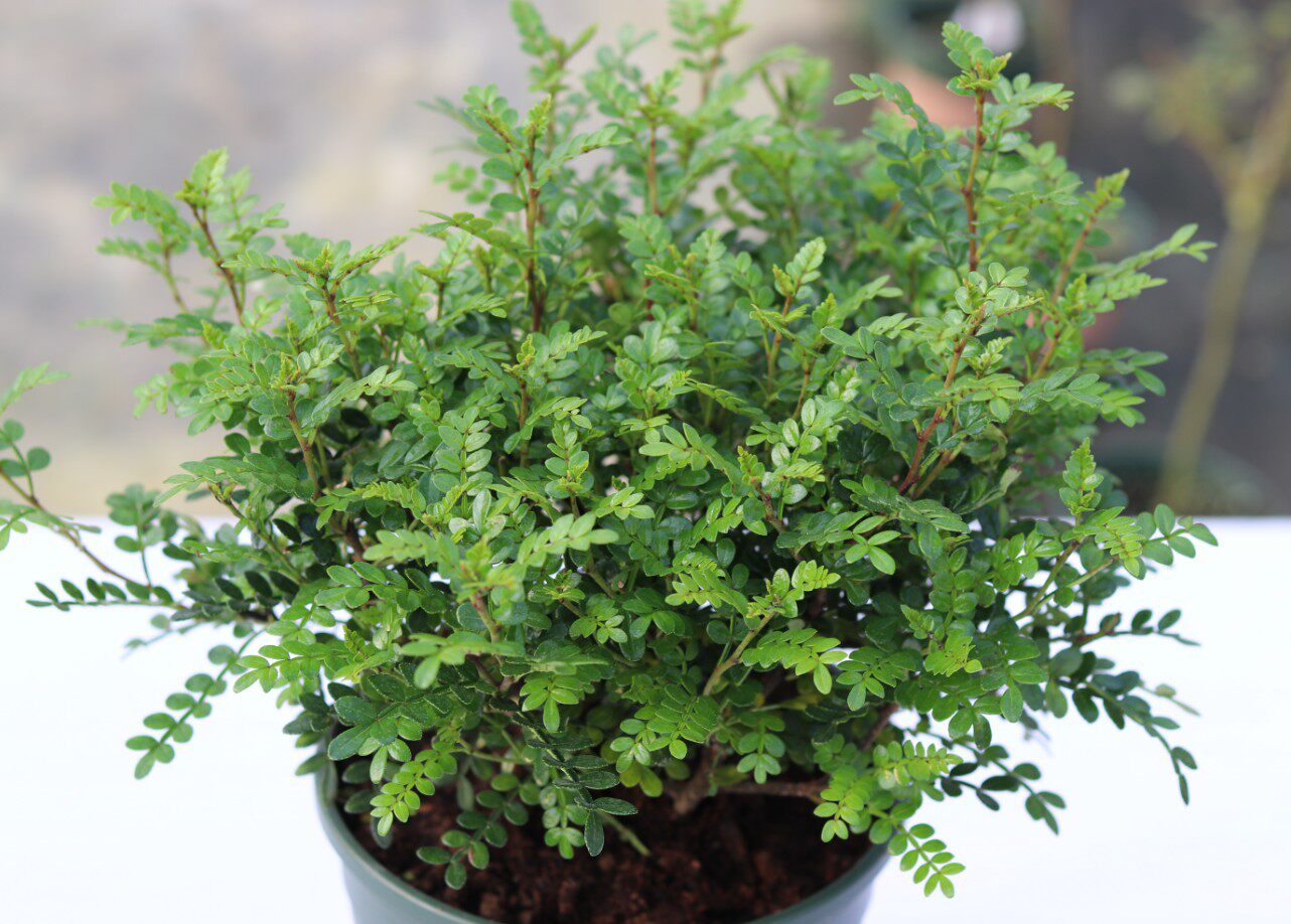 室内外绿植花卉清香木盆栽苗驱蚊草办公室内盆景植物阳台四季常青