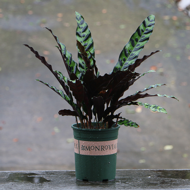 猫眼竹芋观叶植物 蓝花蕉 室内绿植花卉盆栽 孔雀竹芋青苹果竹芋