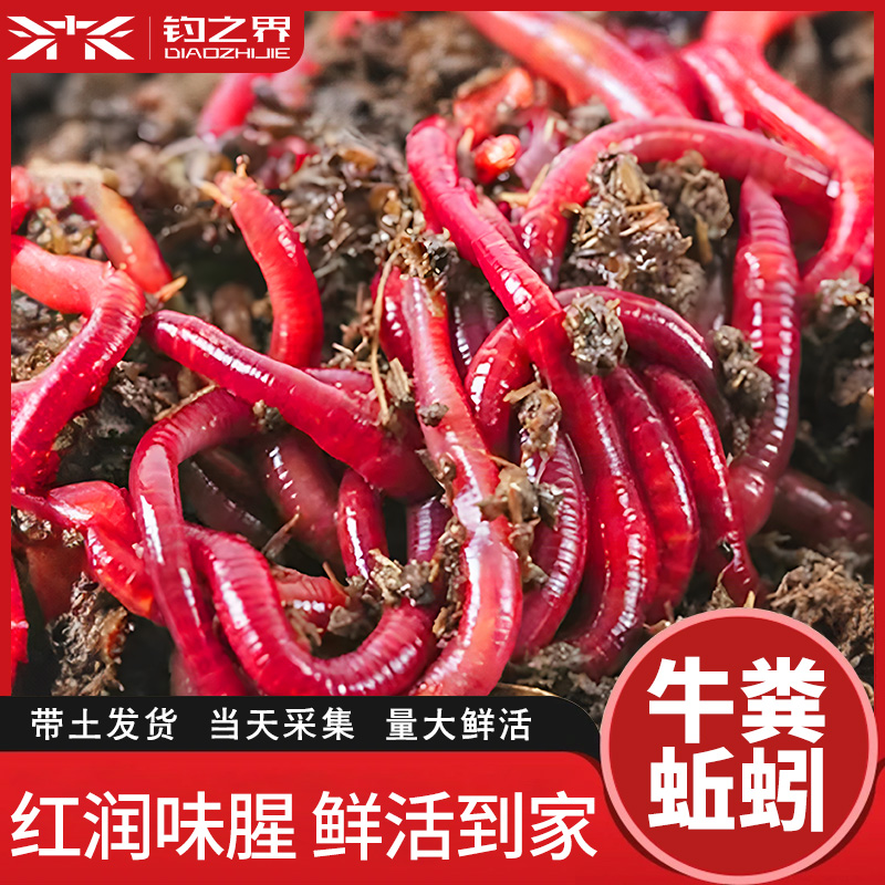 抓黄鳝诱饵龙虾网笼虾笼饵料红蚯蚓活体捕鱼虾泥鳅地网笼专用鱼饵