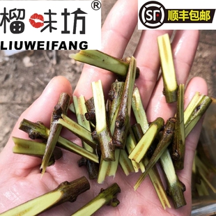 彰冠®慕乐软籽石榴树嫁接枝条嫁接穗扦插条石榴芽子软籽石榴接穗