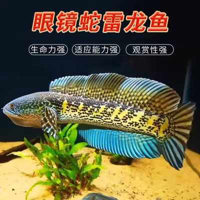 热带鱼彩虹雷龙易养活鱼肉食性鱼