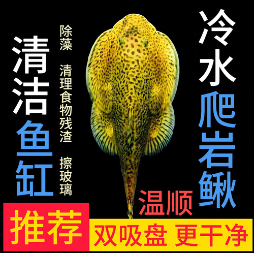 吃藻鱼双吸盘鱼缸清洁除藻琵琶鳅