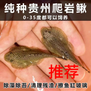 清洁大师贵州爬岩鳅双吸盘除藻原生鱼吸鳅不加温鱼缸清洁鱼琵琶鳅