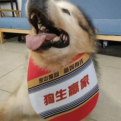 宠物狗狗口水巾围巾大型犬拉布拉多阿拉斯加可自立三角巾防水围兜