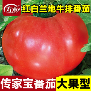 传家宝番茄种子红白兰地牛排盆栽阳台庭院老品种种籽蔬菜大西红柿