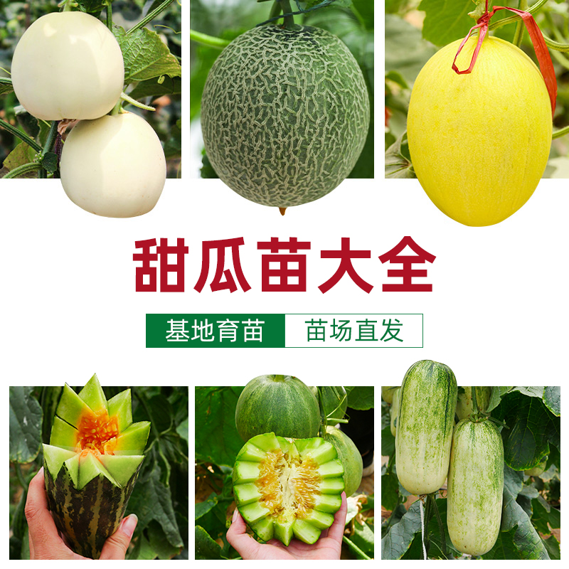 甜瓜种大全绿宝石羊角蜜小香瓜哈密瓜孑老品种四季瓜种籽种子苗秧