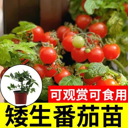 阳台盆栽矮生番茄苗秧
