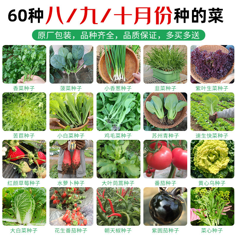 各种蔬菜子种籽四季草莓香菜青菜秋季菠菜籽儿阳台葱种大全生菜孑_虎窝淘