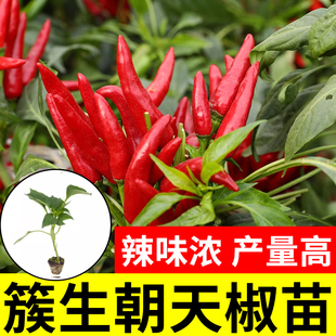 四季 朝天椒苗辣椒种子农家特辣种小米椒苗老品种阳台盆栽蔬菜秧苗