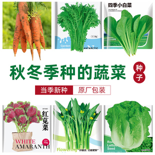适合秋天种的菠菜种子菜籽种大全生菜四季盆栽寿光蔬菜白菜孑葱种