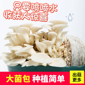 蘑菇种植包食用黑平菇趣味菌菇