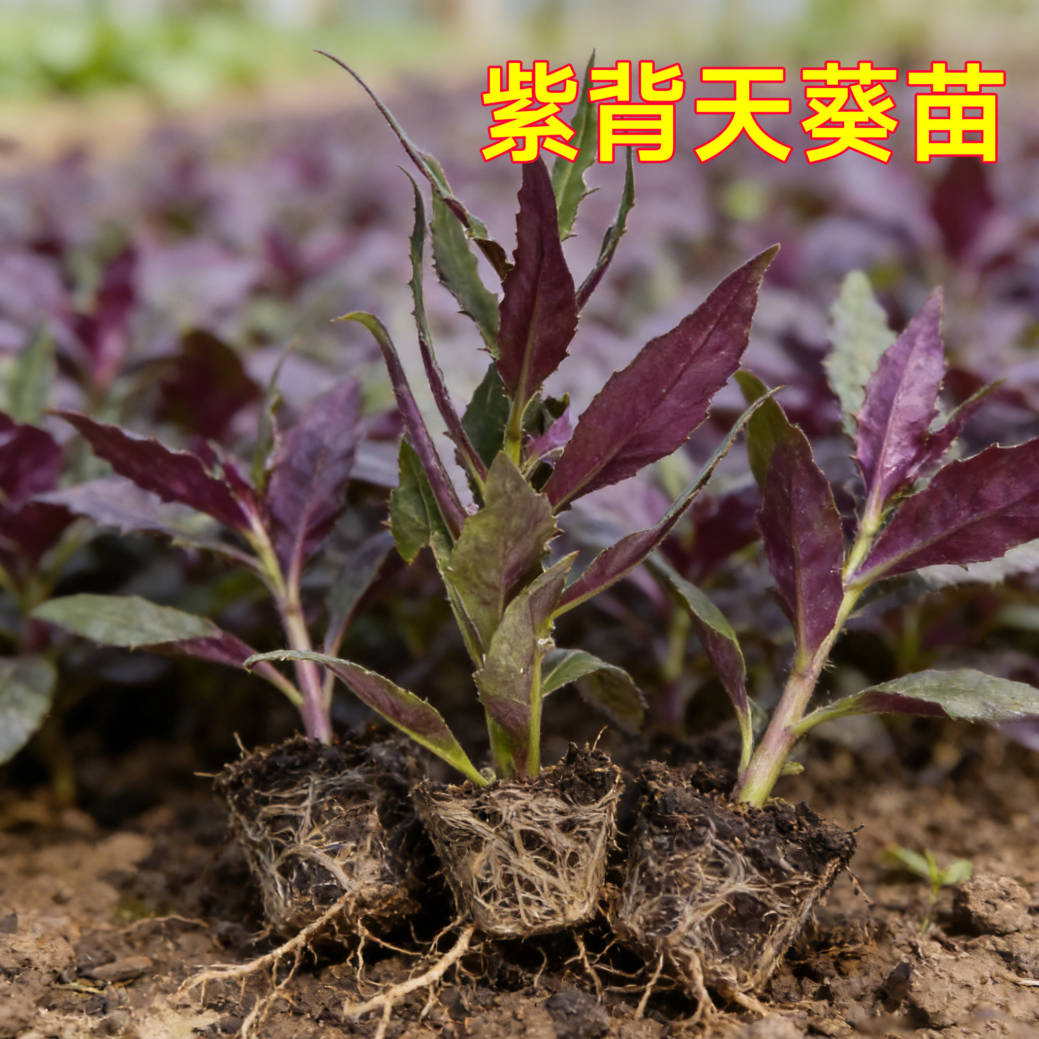 紫背天葵种子种籽苗红背菜紫四季孑蔬菜观音菜苗血皮菜补血蔬菜苗,鲜花速递/花卉仿真/绿植园艺,种苗/半成品盆栽,淘宝优惠券,粉丝福利购,淘宝优惠卷
