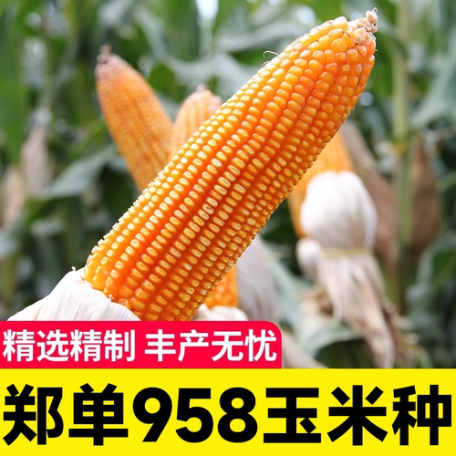 种子苗饲料特大农业早熟杂交玉米