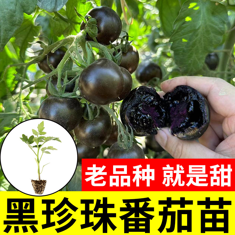 黑美人小黑珍珠番茄种子苗紫黑色小西红柿西黑柿秧蔬菜种籽孑果苗