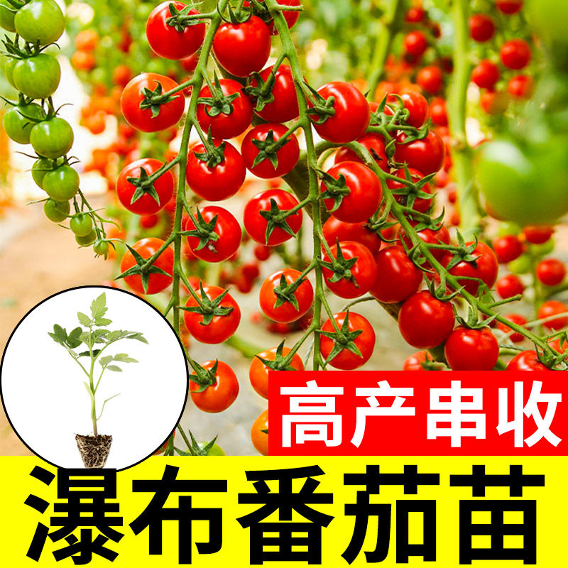 瀑布小番茄种子籽四季大全种孑圣女果苗秧盆栽蔬菜种子,鲜花速递/花卉仿真/绿植园艺,种苗/半成品盆栽,淘宝优惠券,粉丝福利购,淘宝优惠卷