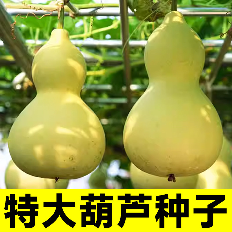 特大葫芦苗秧种子观赏食用巨型超大亚腰菜葫芦手捻小秧苗文玩风水
