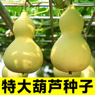 特大葫芦苗秧种子观赏食用巨型超大亚腰菜葫芦手捻小秧苗文玩风水