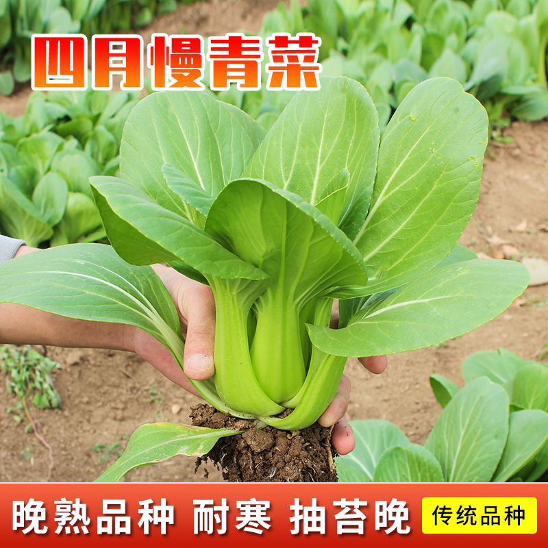 上海四月慢青菜种籽五月青菜种孑小油菜四季菜种大全蔬菜阳台种菜