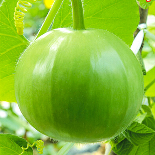 鼎牌圆满1号瓠瓜种子春夏