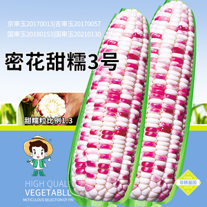 密花甜糯3号产量玉米种子