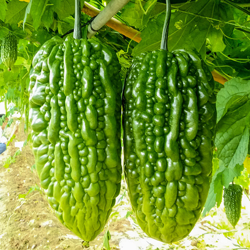 大顶苦瓜种子种籽澄选珍珠脆苦瓜绿疙瘩春季四季盆栽蔬菜苗孑