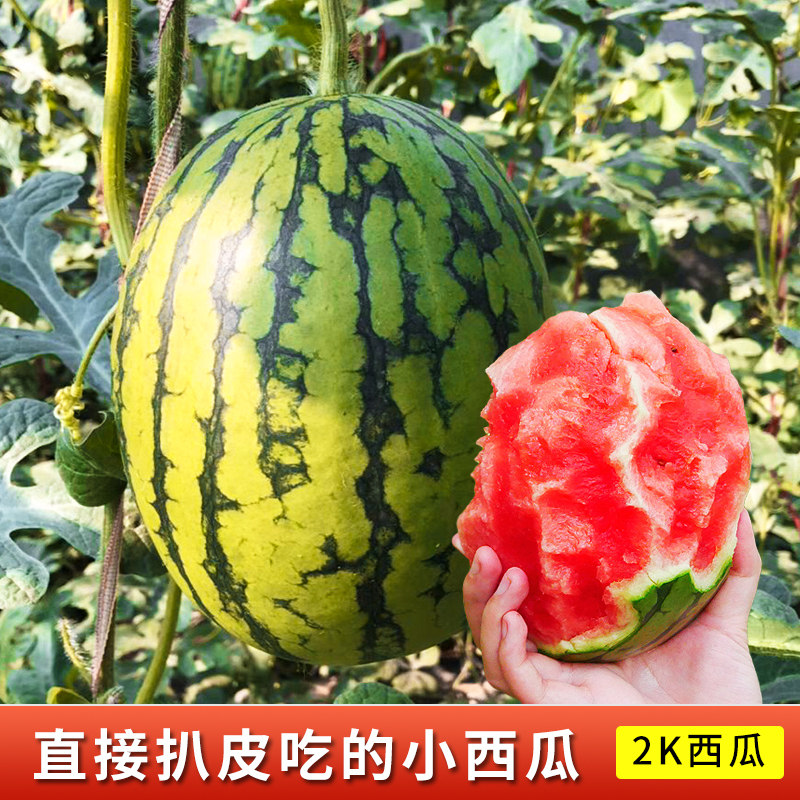 全美2k4k西瓜种籽南方春四季阳台盆栽薄皮小西瓜子脆皮沙瓤手剥瓜
