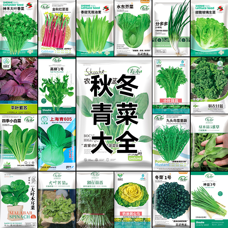 秋后蔬菜种子韭菜茼蒿菠菜荠香菜
