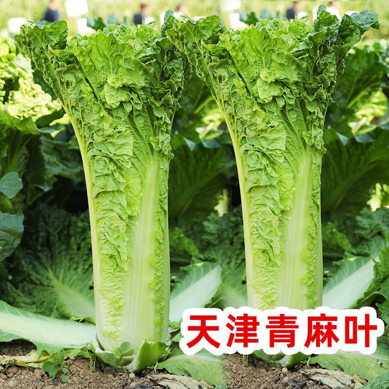 青麻叶天津绿青口大白菜种子种籽四季秋冬蔬菜孑菜籽高产包饭菜