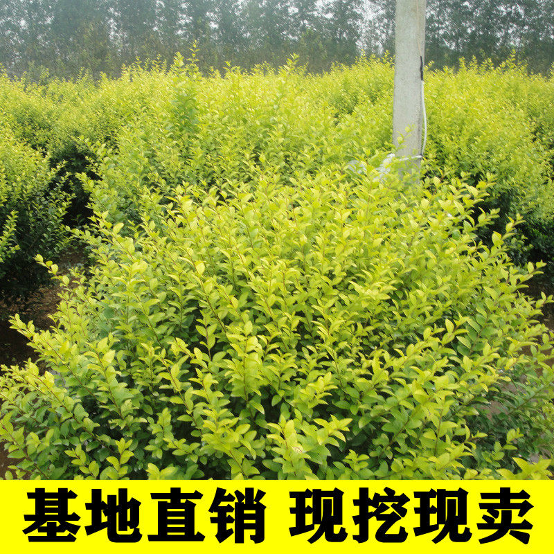球形花苗庭院绿化金森女贞