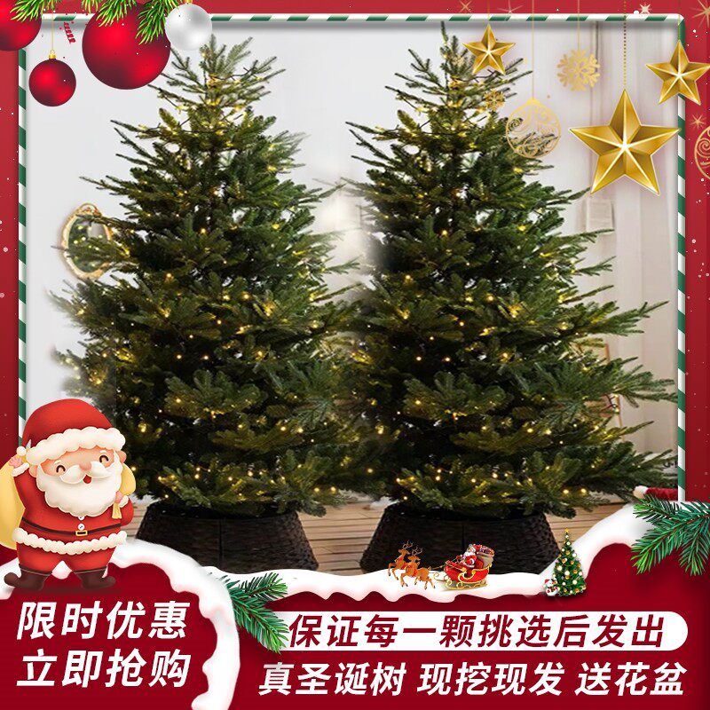 圣诞树真树易活四季常青耐寒花卉
