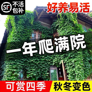 爬山虎爬藤植物四季树苗庭院室外开花藤蔓绿植物种子籽不落叶常绿