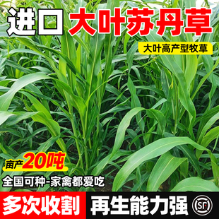 牧草种籽多年生高产高丹苏丹草喂鸡鸭鹅牛羊鱼草种子室外四季播种