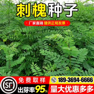 刺槐种籽护坡固土草籽耐寒耐旱防风固沙工程绿化边坡复绿灌木种子