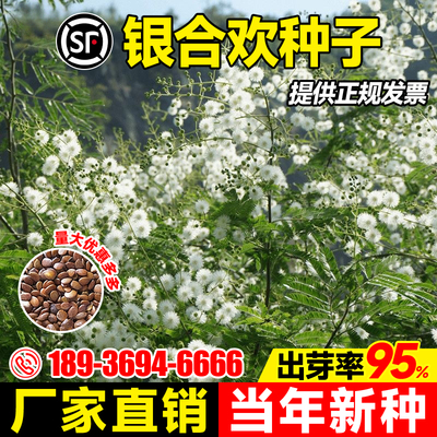 银合欢种籽灌木草籽多年生四季常青护坡固土工程绿化耐贫瘠草种子