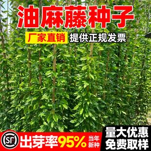油麻藤种子矿山荒地工程绿化草护坡固土爬藤植物爬山虎葛藤草种籽