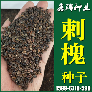 护坡灌木种子绿化护坡草籽种刺槐树种籽【刺槐种子】洋槐树种子