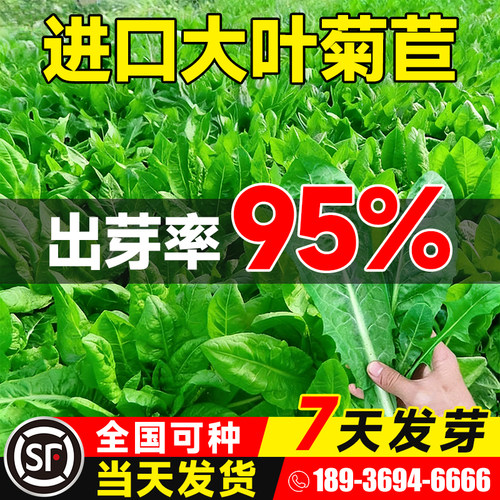 将军大叶菊苣草种籽养殖四季牧草种子羊牛兔鸡鸭鹅猪菜种孑子再生