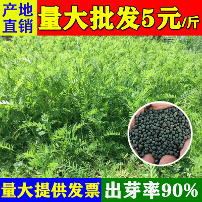 绿肥柔毛野豌豆种子果园光叶紫花