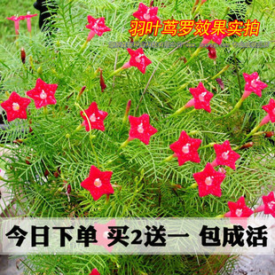 庭院爬藤植物花卉种子红五角星花四季种阳台春播易种羽叶茑萝种子