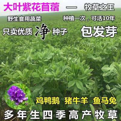 牧草籽种四季紫花苜蓿草