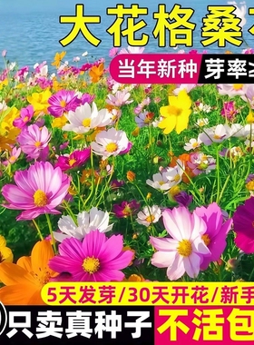 七彩格桑花波斯菊花种子四季播种开花易活花海花籽庭院花种籽子孑