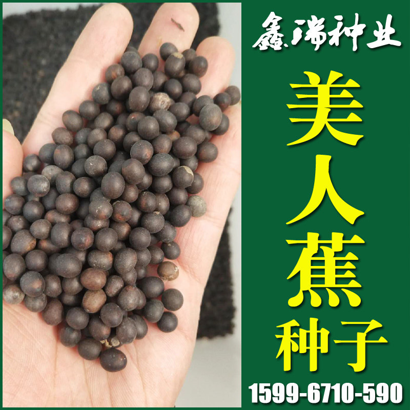 园林绿化行道树苗木【美人蕉种子】水生花卉灌木林木乔木树种籽