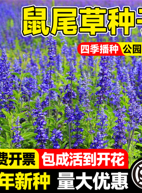 多年生鼠尾草种子蓝色蓝天鼠尾草种子蓝花鼠尾草四季景观花卉